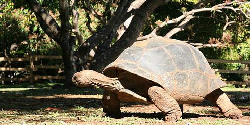 10 casela giant tortoises turtles